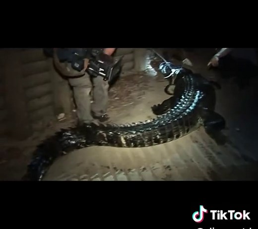 Unveiling the Saltwater Crocodile: Facts and Habitat