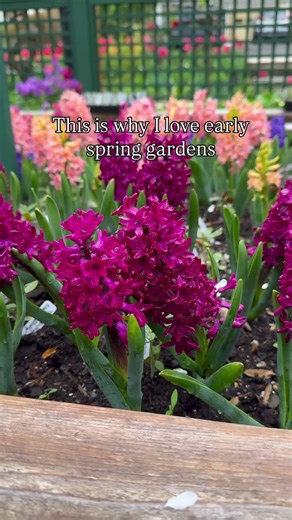 This is why I love early spring gardens