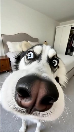 The Cutest Pets Learning to Dance