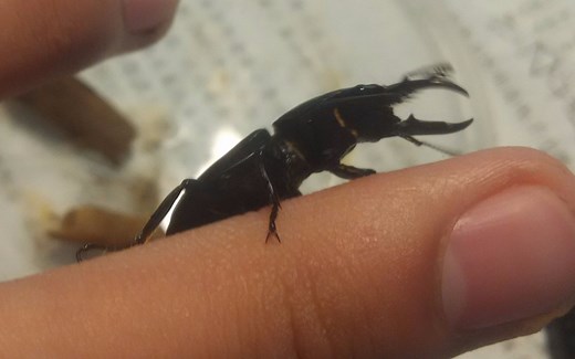 甲虫饲养 浅谈温控