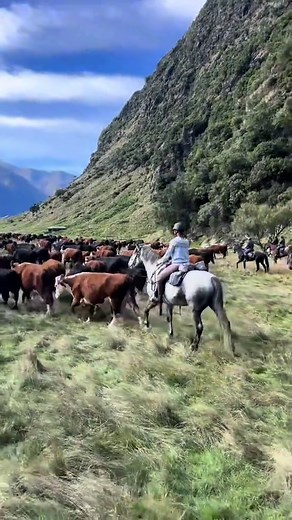 Yearly Cattle Muster in New Zealand: A Dream Day