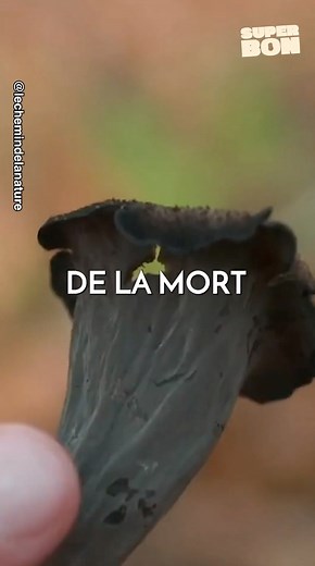 On vous donne les noms des champignons comestibles ou non 😏 | Marmiton