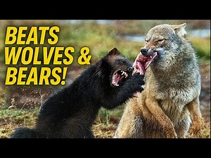 Feared by Wolves, Fights Bears, and Hunts Moose — The Wolverine is Nature’s Most Fearless Predator!