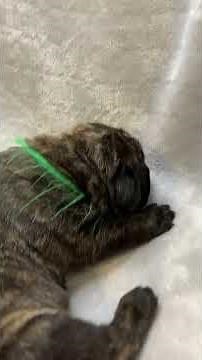 March 7, 2025, English Mastiff puppies for sale call 985-895-9353