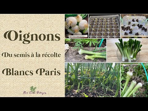 Oignons Blancs du semis à la récolte