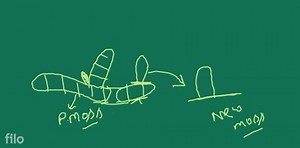 3.2.2 Mosses The predominant stage of the life cycle of a moss ... | Filo
