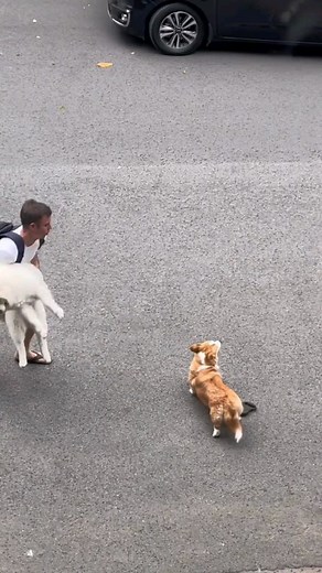 They're ready they know the protocol😂 📷 Credit by➡️ @mayandrandomshit DM 👉 @we_love_corgi_features for feature info or collabs ✌️💖 Save this so you can see this cutie later ☺ 👉 Make sure you follow @we_love_corgi__ for more, Here we all lover of Corgi 💙 (Note: Please DM me for removing your content before report to Instagram 🙏) • • • • • • #corgisgonnacorg #buzzfeedcorgis #dogsofinstagram #ilovemydog #socalcorgis #instagramdogs #корги #pembroke #myfavcorgi #corgiclub #Instagramcorgis #cor