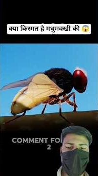 #timelapse #illustration : how good luck of honeybees