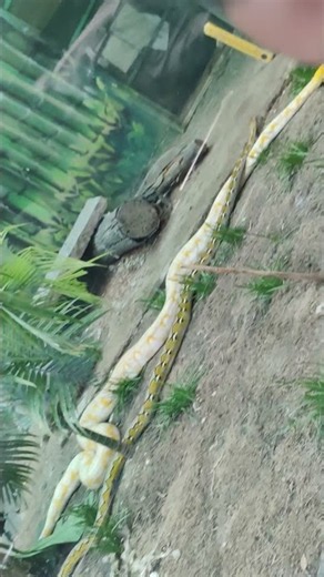 American python