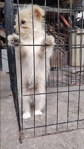 pomeranian yorkie mixed