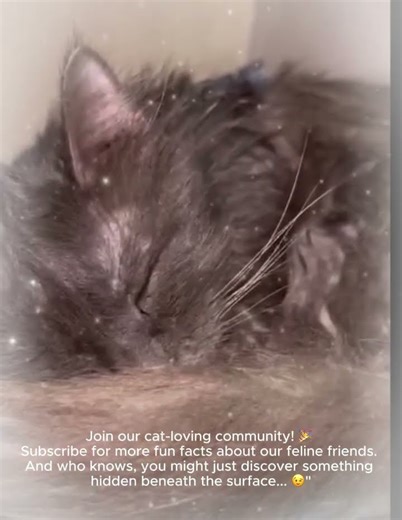Cat Facts & Subliminals: A Purr-fect Combination!"❤️‍🔥