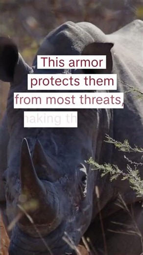 The Only Animal That Can Defeat a Rhino! 😳🐘
