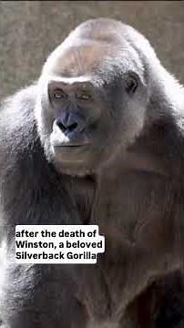 Paul Donn, San Diego Safari Park's western lowland gorilla, dead at 37