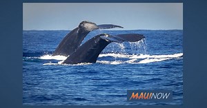 Four Seasons Resort Maui Offers Humpback Whale Experiences | Maui Now
