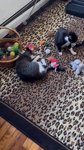 This was Monday Baby is the black and white cat . He and oscar were adopted together from same rescuer . Today I returned from a 24 hour shift , and my little boy, baby, ( yes thats his name , as ive run out of names for animals i adopt) he can barely walk, , not eating No greeting at the door. He’s young. I adopted him from a rescuer a few years ago. He is at most 6. I fear I’m going to lose this little innocent. He is usually a major pest. Into everything , running, flying through the apartmen