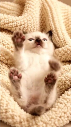 Cat Fail Compilation 2025: Adorable Mishaps That Will Make You Laugh! 😸