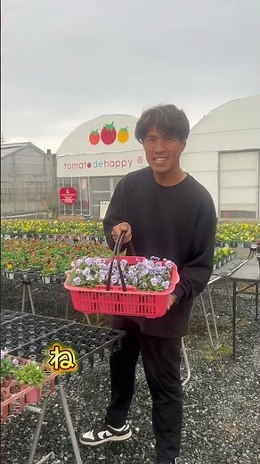 "What to do after buying pansies and violas! It's extremely dangerous to leave them too crowded."...