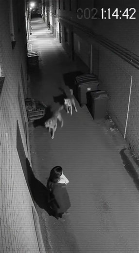 Alley Dogs Chase Off Attacker