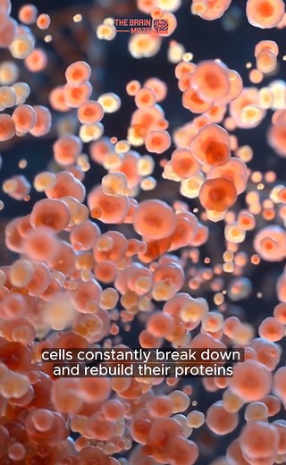 5.3K views · 45 reactions | A novel Theory of Aging - Why do we age?...