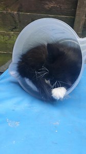 Cats sleep anywhere... | The Scratching Post Cat Rescue