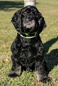 Cocker Spaniel Rescue of East Texas - where your best friend waits for you. www.cockerkids.org | Cocker Spaniel Rescue of East Texas