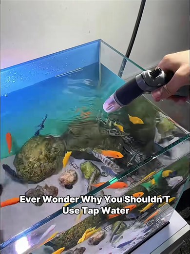 Safe Aquarium Water: Protect Your Fish with Purifier Tablets