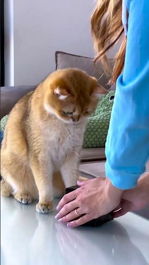 POV: You forgot to feed your cat on time 🫣 Solution? WowCube 😂
