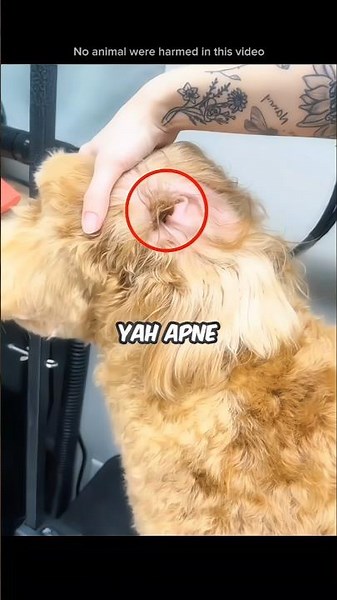 Why Dogs Need Ear Hair Removed Before It's Too Late