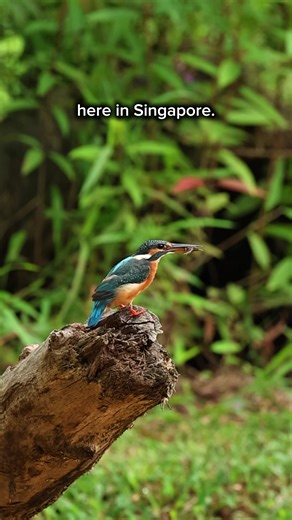 If you slow down near a canal or reservoir during the migratory season, you might actually notice this Common Kingfisher diving to catch fish! This bird is migratory and winters right here in Singapore. Despite its bright blue colours, it survives by being patient and spends long periods sitting quietly by the side, waiting for unsuspecting prey.