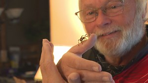 Bob the Spider Hunter working to make spiders less spooky year round