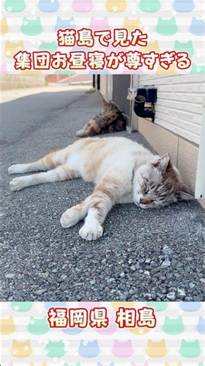 猫島で見た集団お昼寝が尊すぎる【福岡県 相島】 #shorts #ねこ #cat #猫