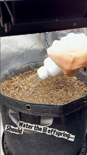 Day 1 – Planting Northern Lights Autoflower 🌱 | AC Infinity Grow Tent