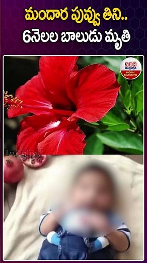 మందార పువ్వు తిని..6నెలల బాలుడు మృ*తి #hibiscusflower #chinmayigouda #dead #karnataka #viral #abn