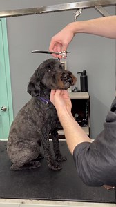 #doggrooming #wheaten #woodle #dogs #doglife #doggrooming #doggroomer #dogsbylogan #cutedogs #fyp | Darina Nobis | Facebook