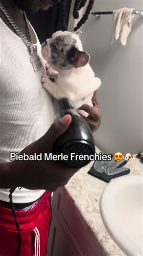 Piebald Merle Frenchies Breeder Showcase