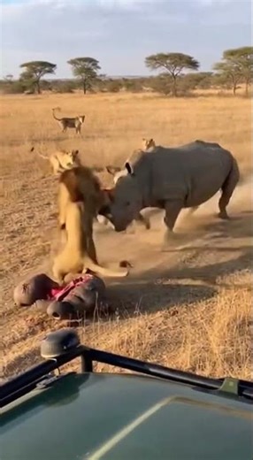 Amazing weapons of animals #trend #wildlife #amazinganimals #wildanimals #animalencounters