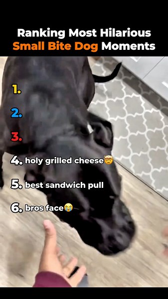 These Are The Most Hilarious Dogs Eating Moments Ranked.🤣😂