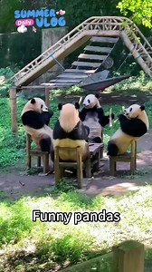 You are like panda?#panda #animals #cuteanimals | panda