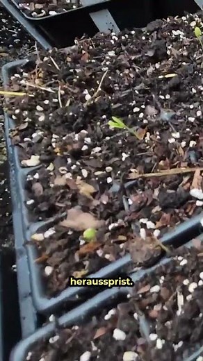 Silk Tree from Seeds: Why Soaking for 24 Hours Helps