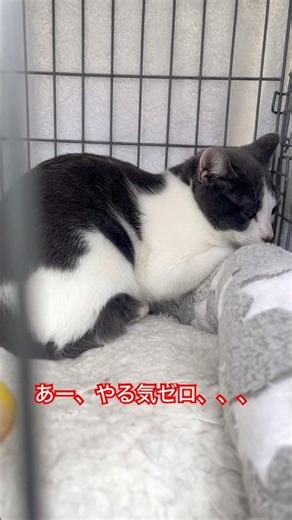 保護71日目！譲渡会へ行ってきました！