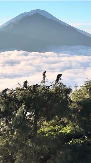 Hiking Above the Clouds, Mount Batur, Bali, One Life Adventures from Karlyle P. 🇮🇩