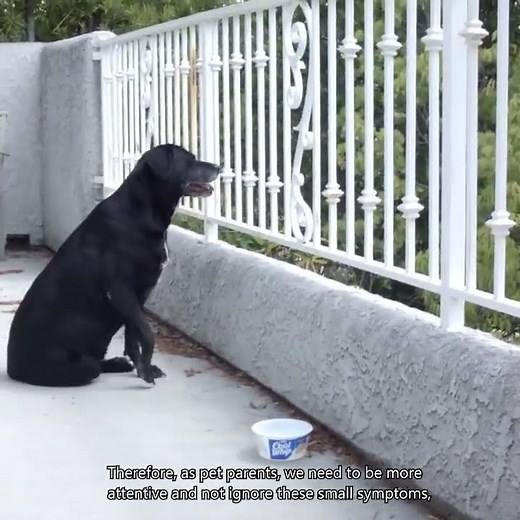 Why is my dog limping and what should I do?
