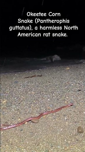 Okeetee Corn Snake #greensnake #featheredsnake #milksnakes #smoothsnake harmless NorthAmerica #snake