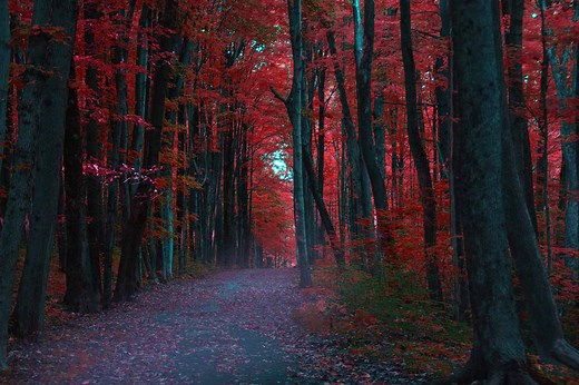 100 Amazing Random Woods & Forest Encounters for DND