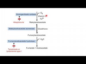 Phenyalanine And Tyrosine Metabolism || Aromatic Amino Acid Metabolism || Biochemistry || NEET PG