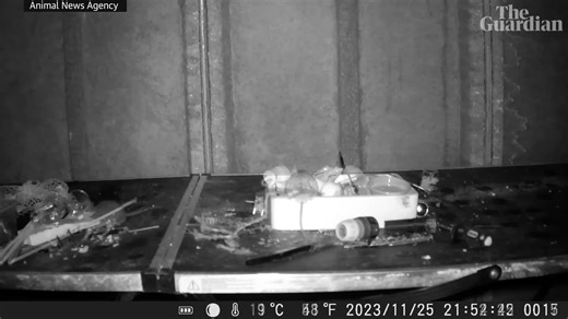 Mouse filmed tidying up man's shed every night Despite being an avid wildlife photographer, retired postman Rodney Holbrook never expected to capture a Ratatouille-style scene unfolding in his own shed. After regularly discovering that things from the night before had been mysteriously tidied, he set up a night vision camera on his workbench. It captured a mouse picking up clothes pegs, corks, nuts and bolts. He has since nicknamed the well-kept rodent Welsh Tidy Mouse. Sources: BBC, @guardianne