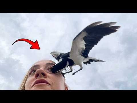 This is Why Magpies are one of the Most Dangerous Birds in Australia