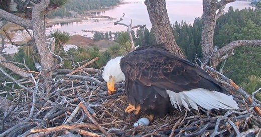 Second egg seen in Big Bear’s famous bald eagle nest