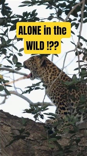 Where is his Mother? 🐆 The Mystery of the Leopard Cub #shorts #wildlife