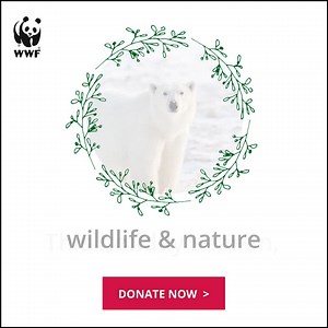 Wishing you a healthy and happy holiday season. Give back to our planet with a year-end gift to WWF. | World Wildlife Fund